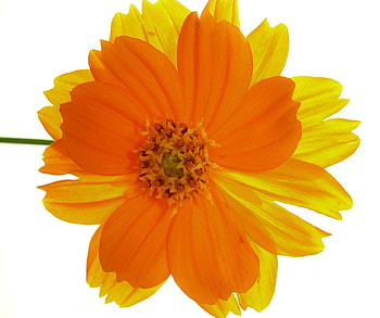 Against the sun, orange, yellow, flower HD wallpaper