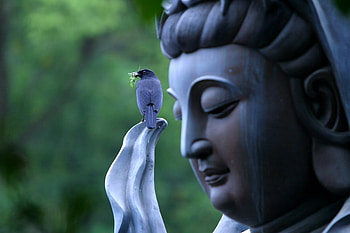 Guan yin, avalokitesvara, buddha, boddhisatva HD wallpaper