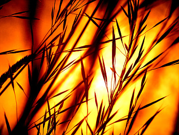 Blades Of Grass, grass, nature, sunset HD wallpaper