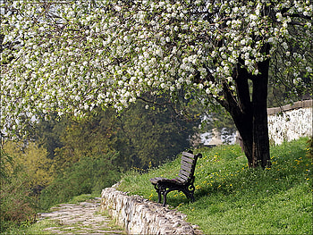 Nostalgia, bench, blossoms, spring, park HD wallpaper