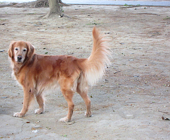 Golden Retriever, dog, cute, gentle HD wallpaper