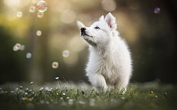 Catching bubbles, caine, dog, puppy, white, running, cute, samoyed, bubbles HD wallpaper
