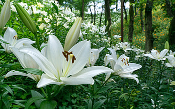 White Lilies, garden, flowers, Japan, lilies HD wallpaper