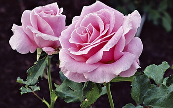 Roses, pink, beautiful, flowers HD wallpaper