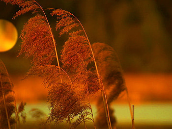 Full moon night, night, wind, full, moon, light, red, nature HD wallpaper