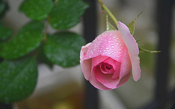 Rose, pink, flower, drops, nature HD wallpaper