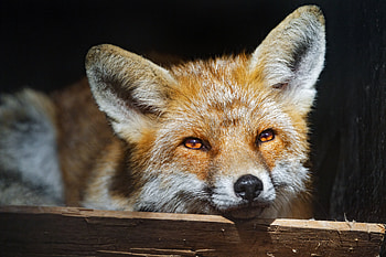 Fox Portrait: Nature's Cunning Beauty, Animal, fox HD wallpaper