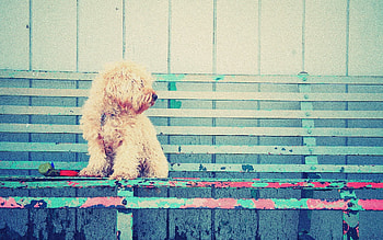 Animals, Sit, Dog, Bench, Curls HD wallpaper