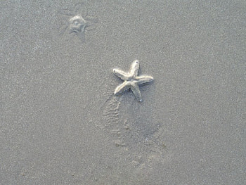 Ocean, starfish, oceans, fish, nature HD wallpaper
