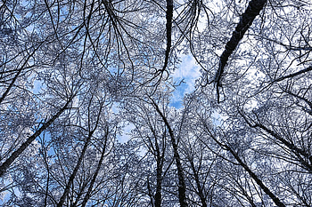 Winter, Nature, Trees, Sky, Frost, Hoarfrost, Bottom View HD wallpaper