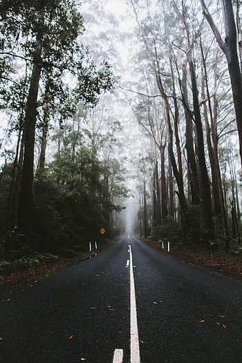 Nature, Trees, Road, Markup, Fog HD phone wallpaper