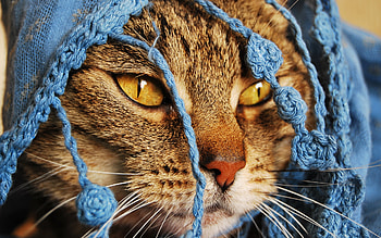 Leave me alone, animals, cats, cute, lovely, nice HD wallpaper