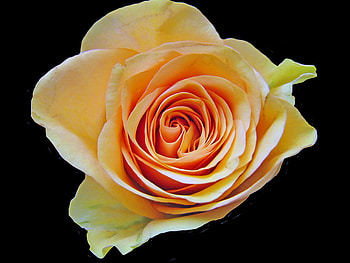 Friendship Rose, rose, still life, yellow, friendship, close up HD wallpaper