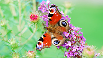 Butterflies, Insects HD wallpaper