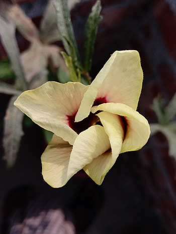ঢেঁড়স এর ফুল, close-up, petal HD phone wallpaper