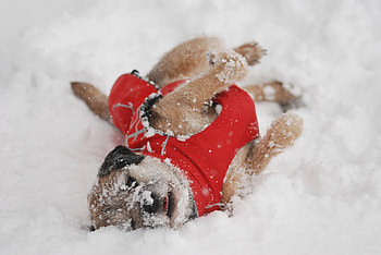 ๑๑ Happiness in the snow ๑๑, winter, white, animals, love, snow, christmas, red, nature, happiness, dog pet, forever HD wallpaper