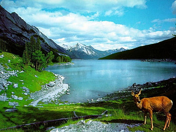 beautiful nature, nature, wild, independent HD wallpaper