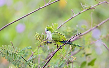 Animals, Parrots, Bird, Wood, Tree, Branches HD wallpaper