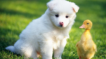 Puppy and duck, Baby Animal HD wallpaper