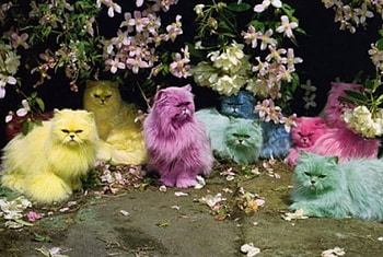 colorful cats, blue, pink, yellow, green, cat, beautiful, persian HD wallpaper
