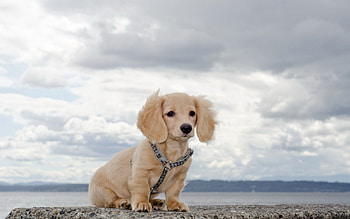 Animals, Sky, Puppy, Collar, Waiting, Expectation HD wallpaper