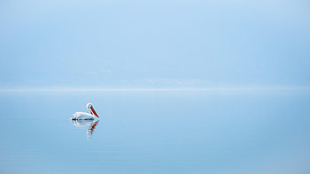 Animals, Water, Bird, Minimalism, Pelican HD wallpaper