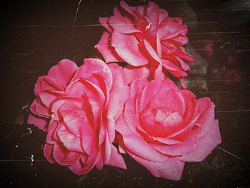 pink roses, rose, pink, roses, flower, nature HD wallpaper