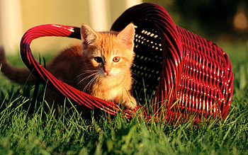 Animals, Grass, Shine, Light, Kitty, Kitten, Basket HD wallpaper