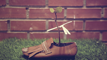 Shoes Plants Grasses, shoes, plants, grass, creative, artist HD wallpaper