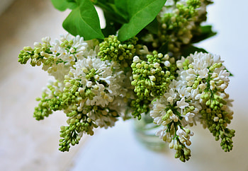 Lilac, white green flower, fresh HD wallpaper