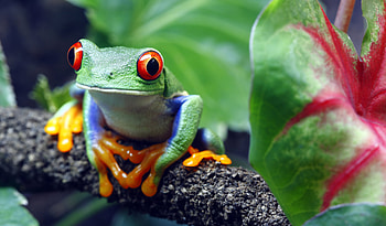 Red-eyed tree frog, Jungle Animal HD wallpaper