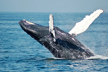 Blue Whale, Orcas, Hunting, Metro news HD wallpaper