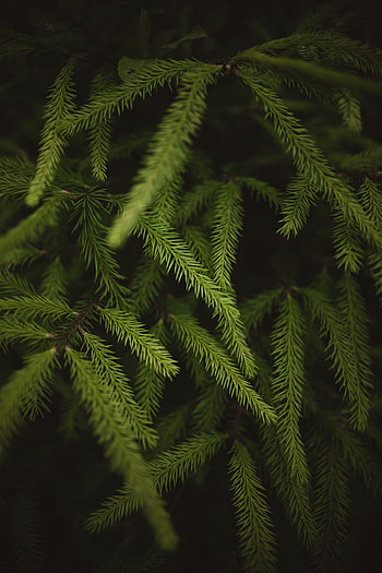 Macro, Branches, Spruce, Fir, Needles HD phone wallpaper