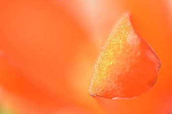 Macro, Petal HD wallpaper