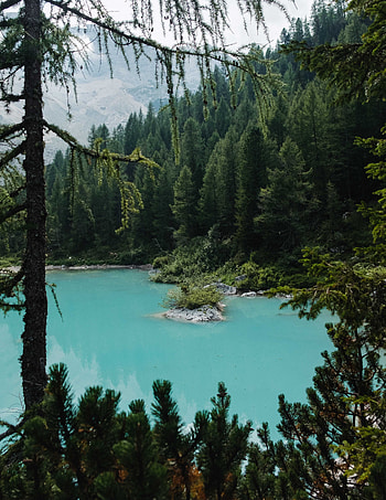 Nature, Trees, Lake, Shore, Bank, Coniferous, Forest HD phone wallpaper