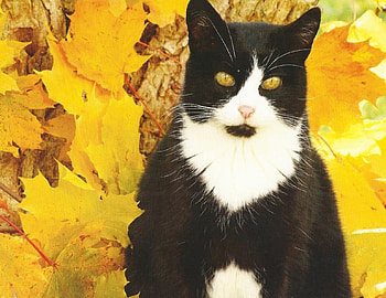 Cat, cute, feline, paws HD wallpaper