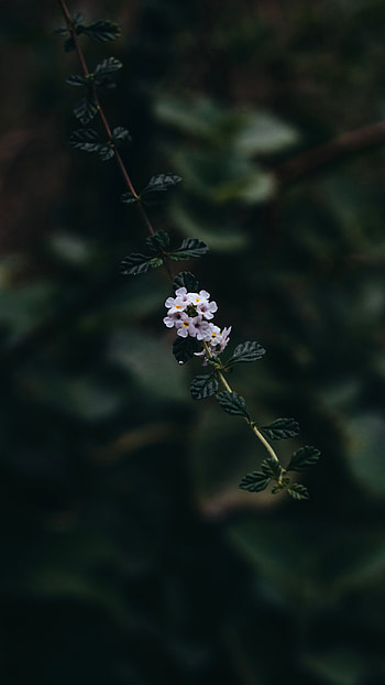 Flowers, Leaves, Plant, Macro, Bloom, Flowering, Branch HD phone wallpaper