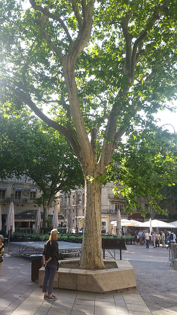 Sycamore Tree, Avignon France, 200 Years Old HD phone wallpaper