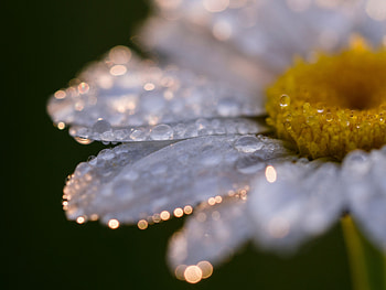 Camomile, Drops, Flower, Macro, Close-Up, Chamomile HD wallpaper