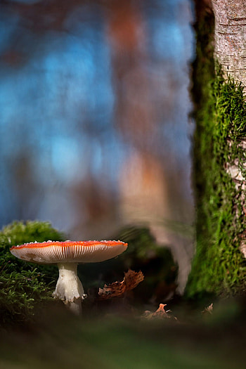 Amanita mushroom, Ryan Cunningham, Nature's wonder HD phone wallpaper