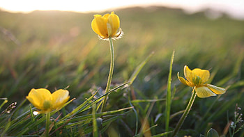 Flowers, Plant, Macro, Field HD wallpaper