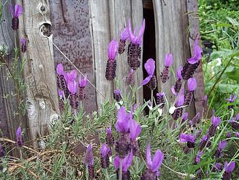 Lavender, purple, barn, flower HD wallpaper