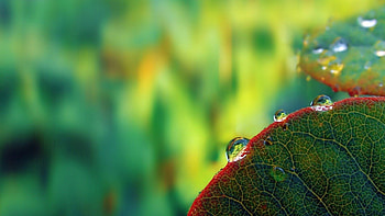 Leaves, Drops, Macro, Bright, Dew HD wallpaper
