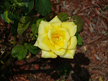 Perfect Yellow Rose, rose, perfect, florida, yellow HD wallpaper