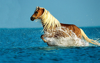 Animals, Water, Sky, Sea, Spray, Stroll, Horse HD wallpaper