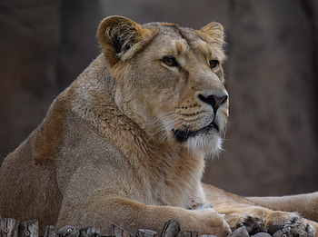Animals, Predator, Big Cat, Lioness, Animal, Wild HD wallpaper