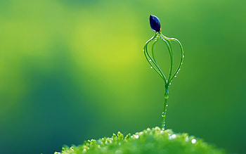 Stem, Go Green HD wallpaper