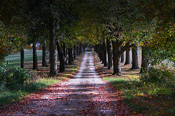 Autumn, lone road, trees, garden HD wallpaper