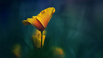 Flower, Macro, Blur, Smooth, Stem, Stalk HD wallpaper