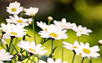Lindas flores, brancas, bonitas, flores, natureza HD wallpaper